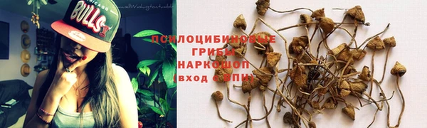 PSILOCYBIN Бугульма